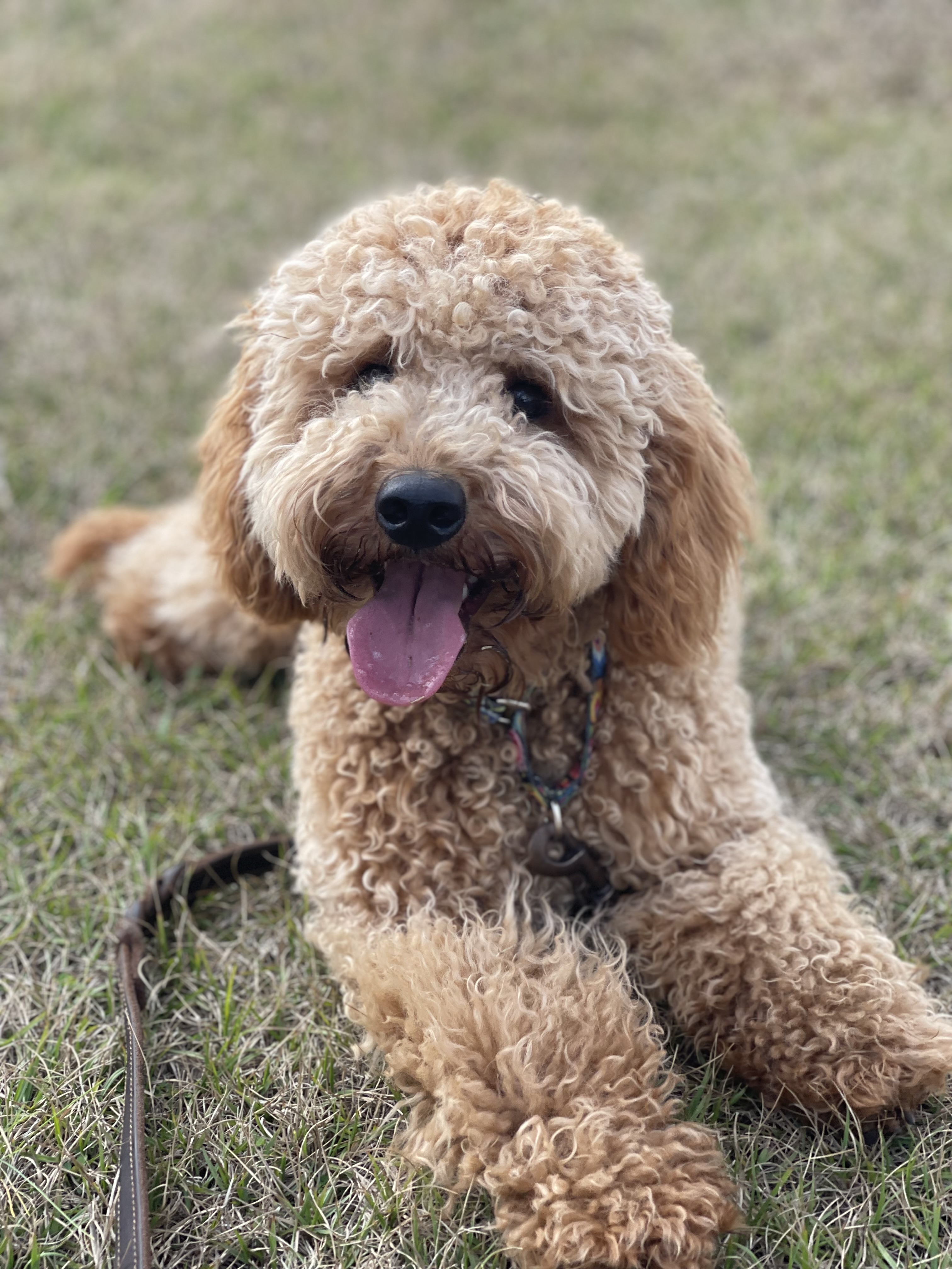 Miniature Goldendoodle who just needed a little guidance.