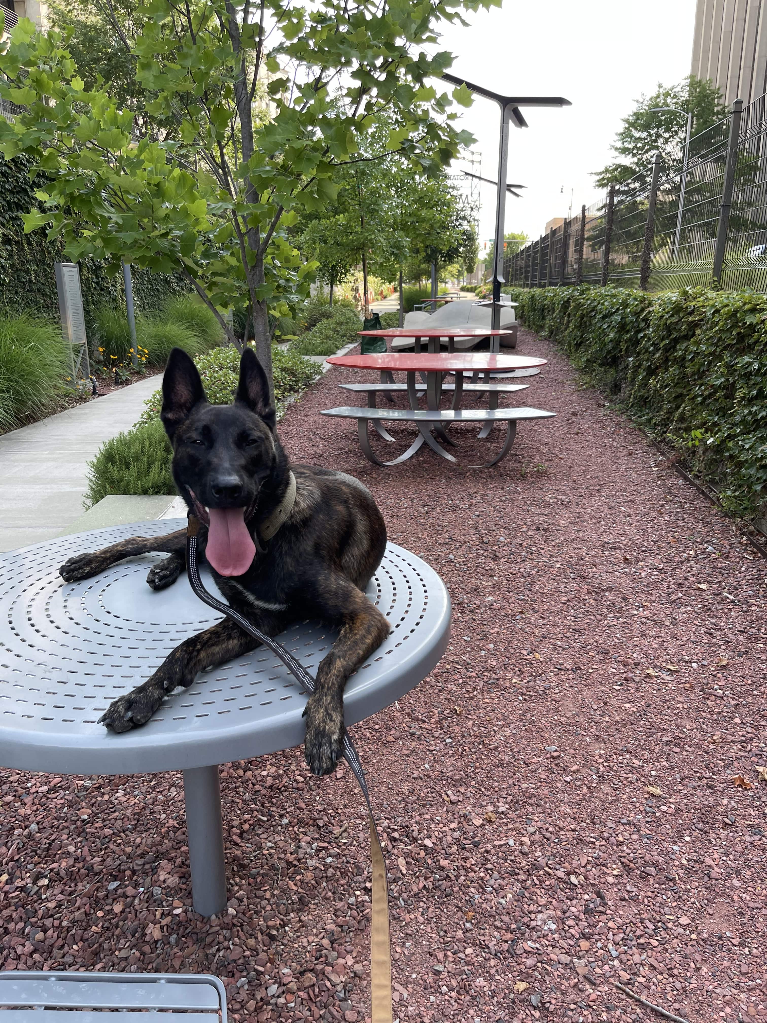 Ranger is a powerful KNPV line protection Dutch Shepherd actively working as personal security during private investigative work.