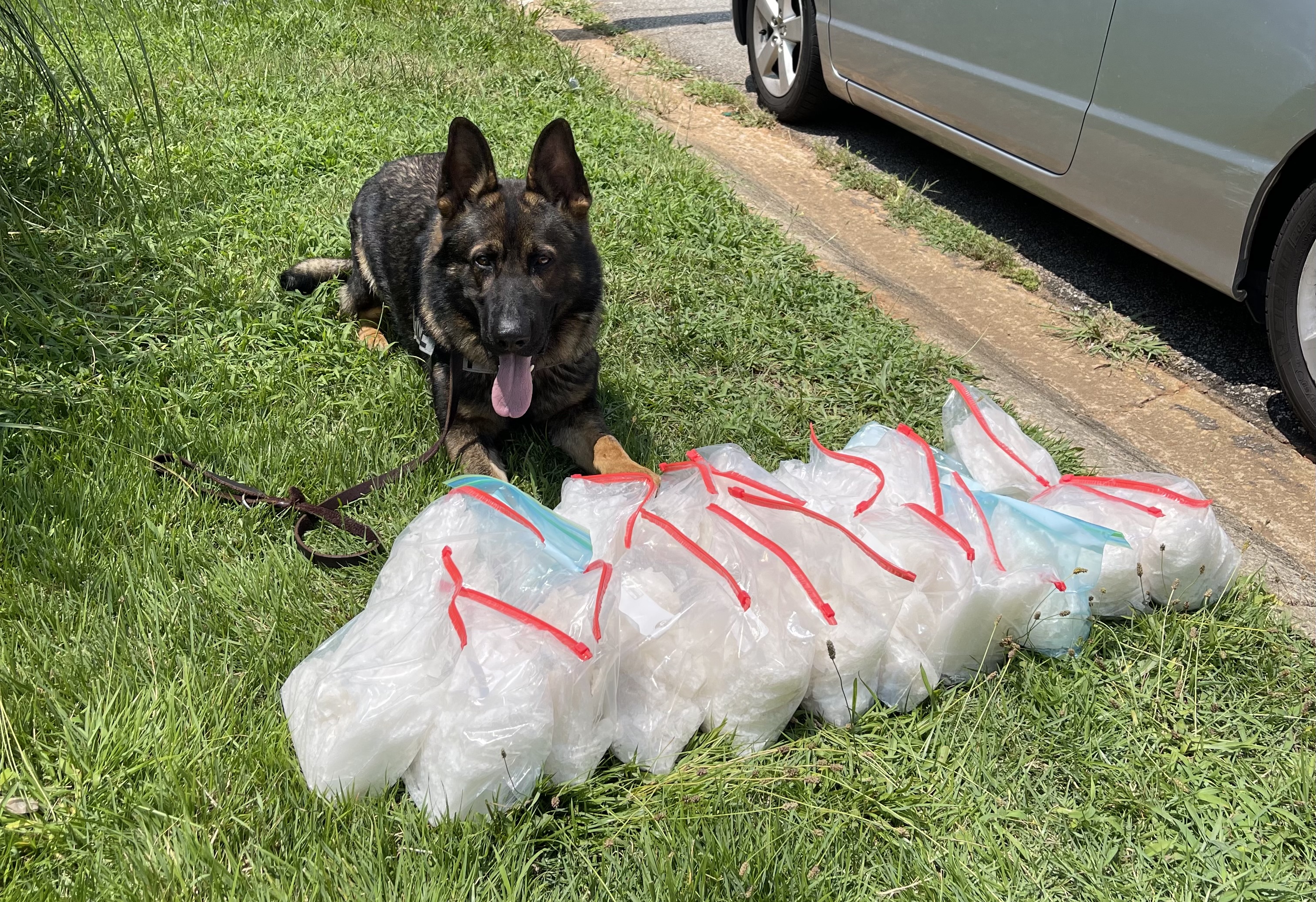 Waro, a German Shepherd Police K9 now serving in Atlanta, Georgia as a Dual Purpose Patrol Dog.